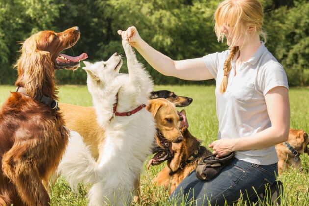 A woman is playing with two dogs in the grass.